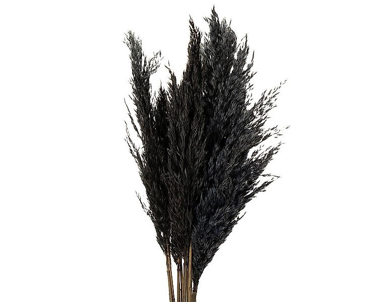 Trockenblume Dekoratives Federgras für Trockenfloristik und moderne, Viana, günstig online kaufen