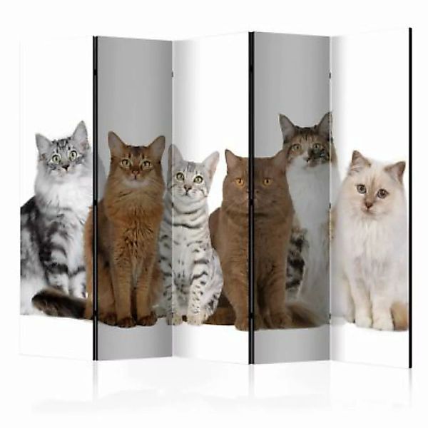 artgeist Paravent Sweet Cats II [Room Dividers] mehrfarbig Gr. 225 x 172 günstig online kaufen