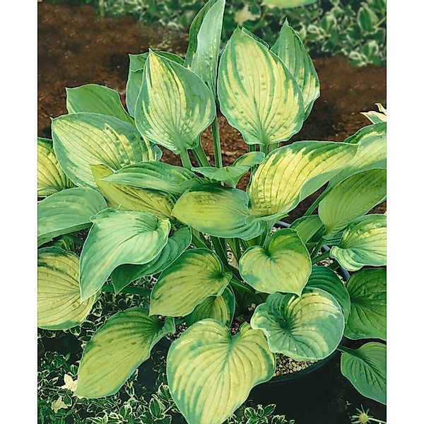 Hosta X Fortunei Sharmon Funkie Ca. 11x11 cm Topf günstig online kaufen