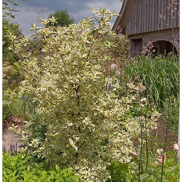 Hartriegel Golden Pinky Spot 60-80cm - Cornus alternifolia günstig online kaufen