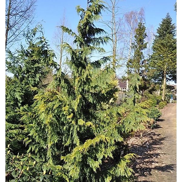 Gelbe Nootka  Scheinzypresse Aurea 80-100cm - Chamaecyparis nootkatensis günstig online kaufen