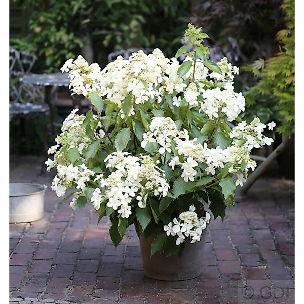 Rispenhortensie Levana 80-100cm - Hydrangea paniculata günstig online kaufen