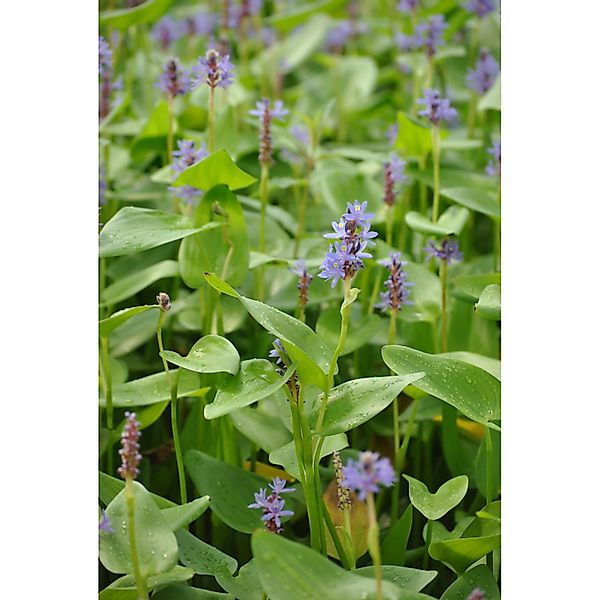 Herzblättriges Hechtkraut Blau Topf-Ø ca. 11 cm x 11 cm günstig online kaufen