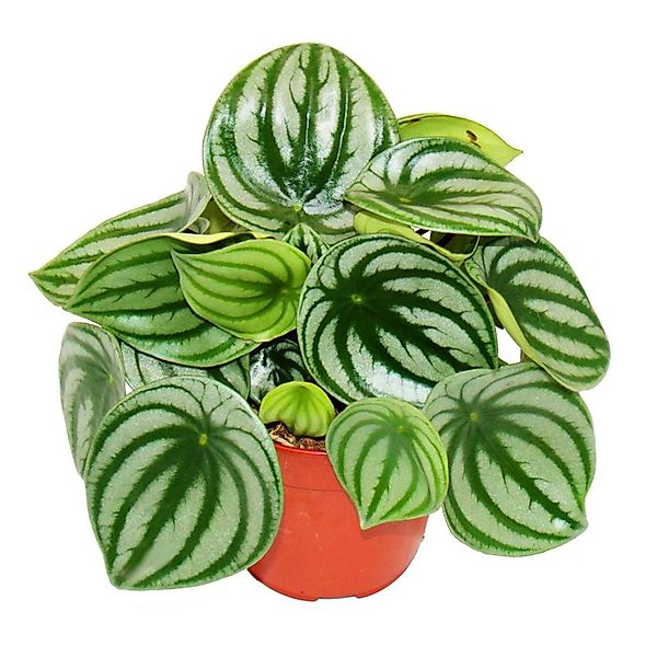 Exotenherz Peperomia Argyreia Watermelon Wassermelonenzwergpfeffer im 12cm günstig online kaufen