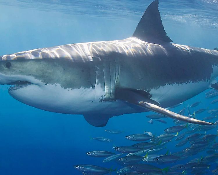 Fototapete "Weier Hai" 4,00x2,50 m / Glattvlies Brillant günstig online kaufen