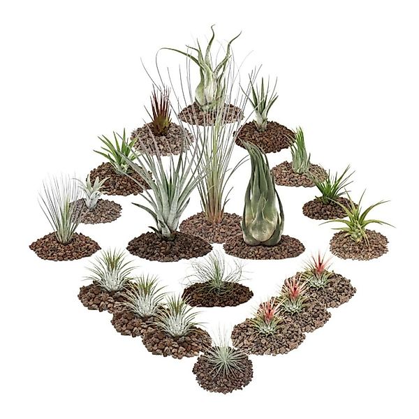 Exotenherz Zimmerpflanze 1 Tillandsien Set mit 20 Pflanzen inclusive 3 XXL- günstig online kaufen