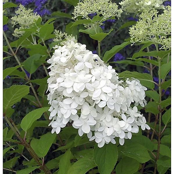 Rispenhortensie Little Hottie 40-60cm - Hydrangea paniculata günstig online kaufen