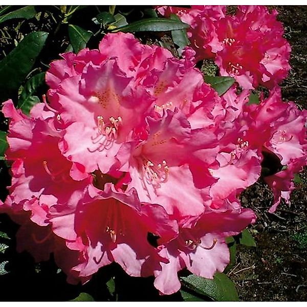 Rhododendron Kalinka 50-60cm - Alpenrose günstig online kaufen