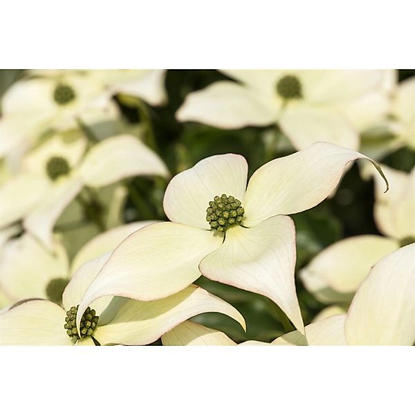 Cornus Kousa Chinensis Schmetterling Blumen-Hartriegel 40–60 cm günstig online kaufen