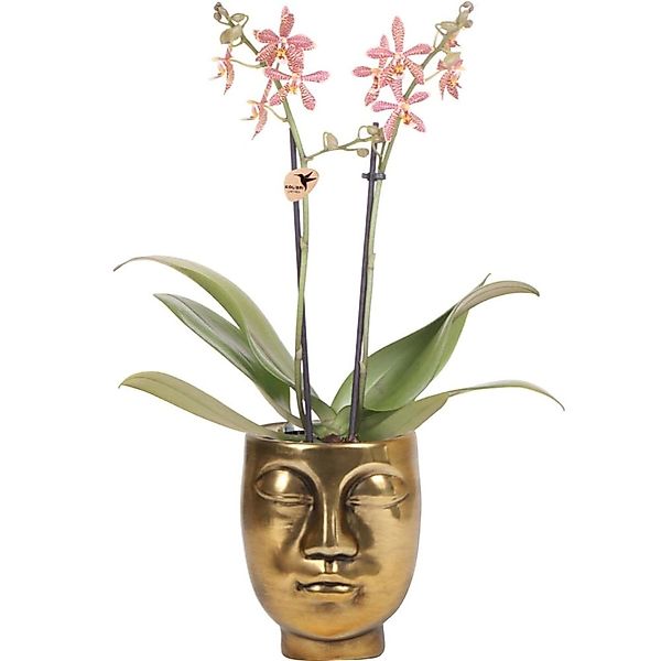 Kolibri Orange Phalaenopsis Orchidee Spider inFace2Face Gold Topfgröße 9cm günstig online kaufen