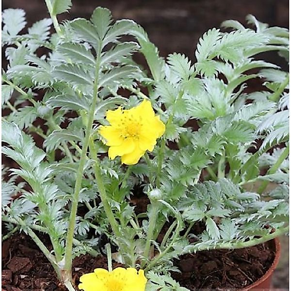 Gänsefingerkraut - Potentilla anserina günstig online kaufen