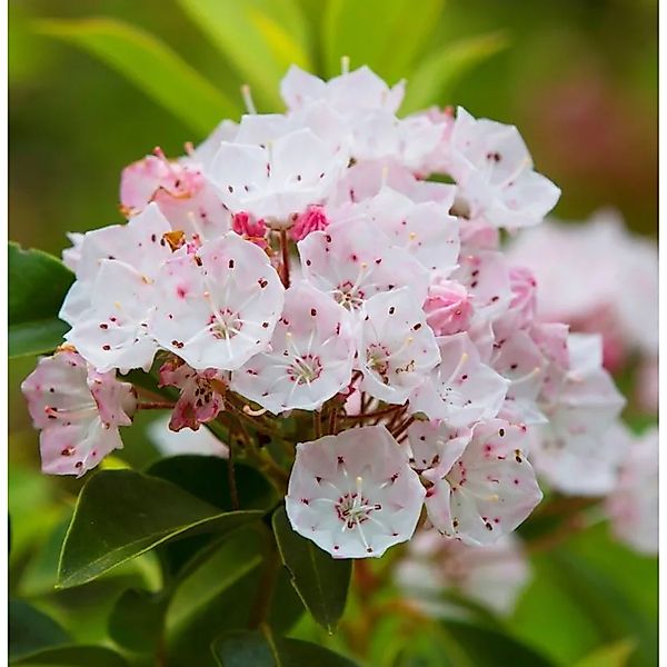 Weißes Lorbeerröslein 40-50cm - Kalmia angustifolia günstig online kaufen
