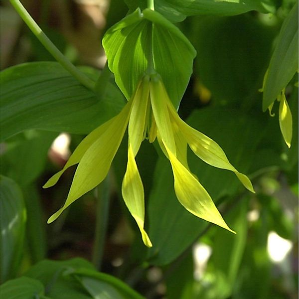 Goldsiegel - Uvularia grandiflora günstig online kaufen