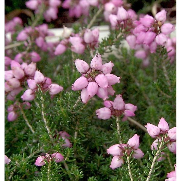 10x Grauheide Pink Ice - Erica cinerea günstig online kaufen