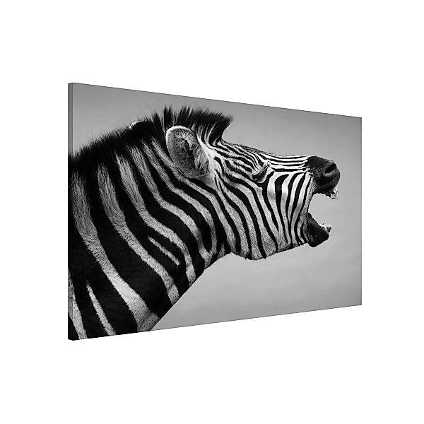 Magnettafel Tiere - Querformat 3:2 Brüllendes Zebra II günstig online kaufen