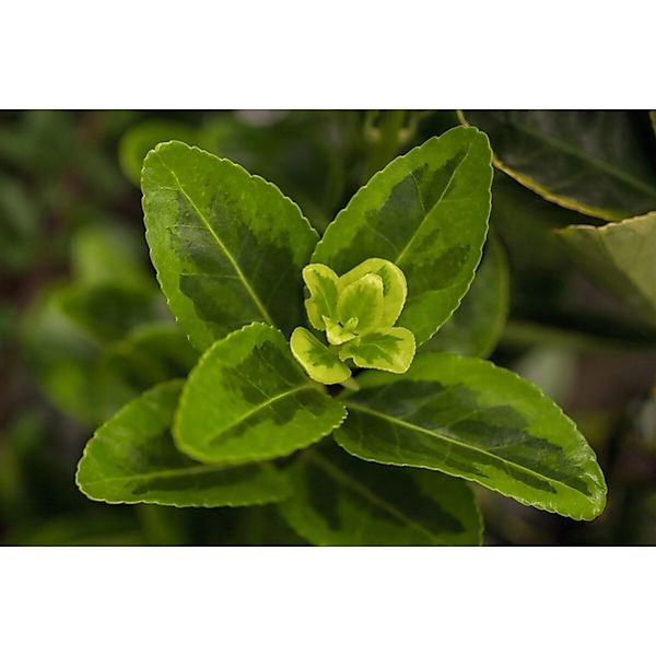 Euonymus Japonicus Aureomarginatus Spindelstrauch Gelb-Grün 30–40 cm günstig online kaufen