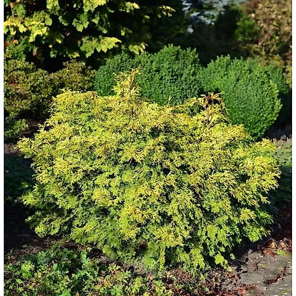 Muschel Scheinzypresse Bronze Pygmaea 25-30cm - Chamaecyparis obtusa günstig online kaufen