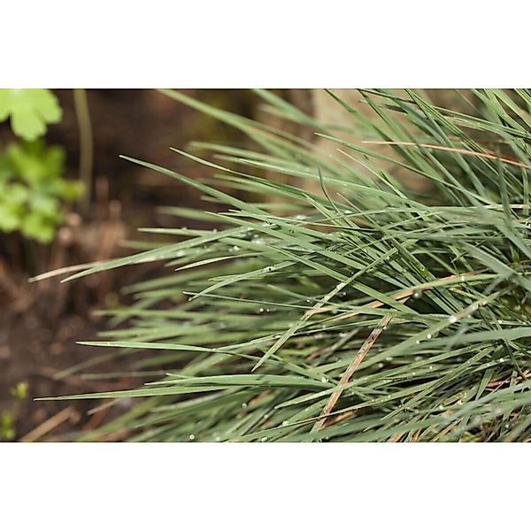 Koeleria Glauca Blaugras Ca. 9x9 cm Topf günstig online kaufen