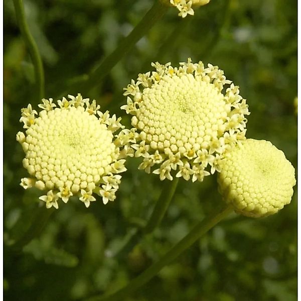 Grünes Heiligenkraut - Santolina rosmarinifolia günstig online kaufen