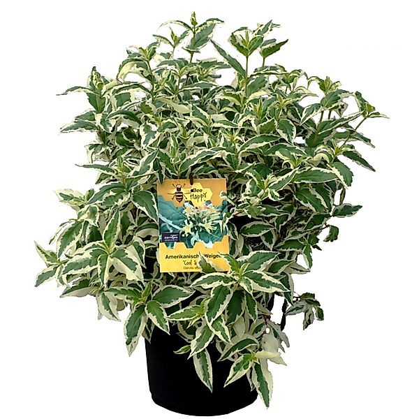 Amerikanische Weigelie Cool Splash Höhe ca. 30-40 cm Topf ca. 6 l günstig online kaufen