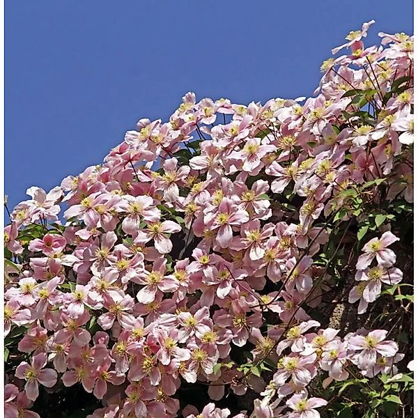Immergrüne Duft Waldrebe Apple Blossom 125-150cm - Clematis armandii günstig online kaufen