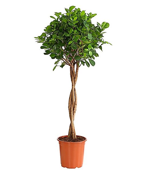 Dehner Zimmerpflanze Lorbeer-Feige, Ficus microcarpa Moclame, mit gedrehtem günstig online kaufen