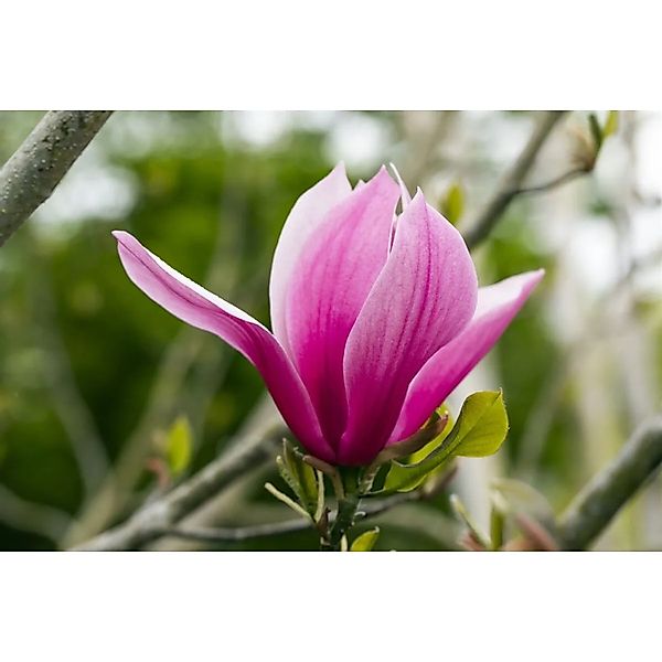 Magnolia Magnolie 'March Till Frost' 60-80 cm günstig online kaufen