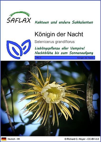 SAFLAX Blumensamen SAFLAX - Samen - Königin der Nacht günstig online kaufen