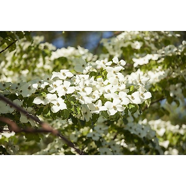 Cornus Florida Blumen-Hartriegel 40–60 cm Weiße Blüten günstig online kaufen