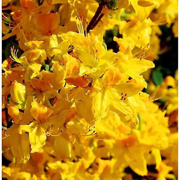 Azalee Goldpracht 40-50cm - Rhododendron,uteum - Alpenrose günstig online kaufen