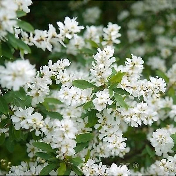 Radspiere Magical Spring Time 30-40cm - Exochorda racemosa günstig online kaufen