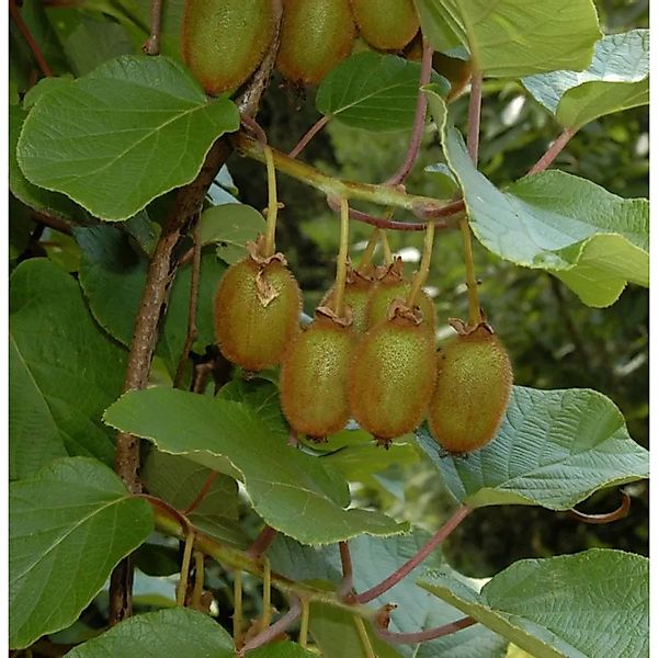 Selbstfruchtende Kiwi Issai 125-150cm - Actinidia arguta günstig online kaufen