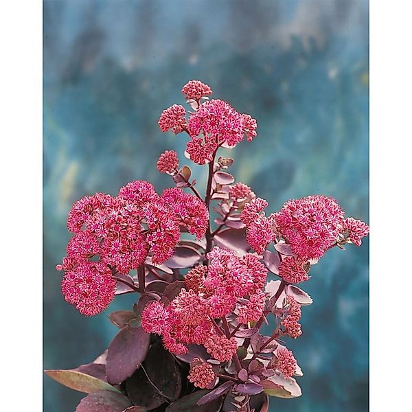 Sedum Cauticola Vera Jameson Ca. 9x9 cm Topf günstig online kaufen