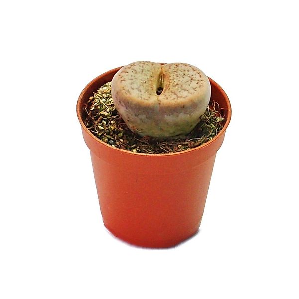 Exotenherz Lithops Lebender Stein im 5,5cm Topf günstig online kaufen