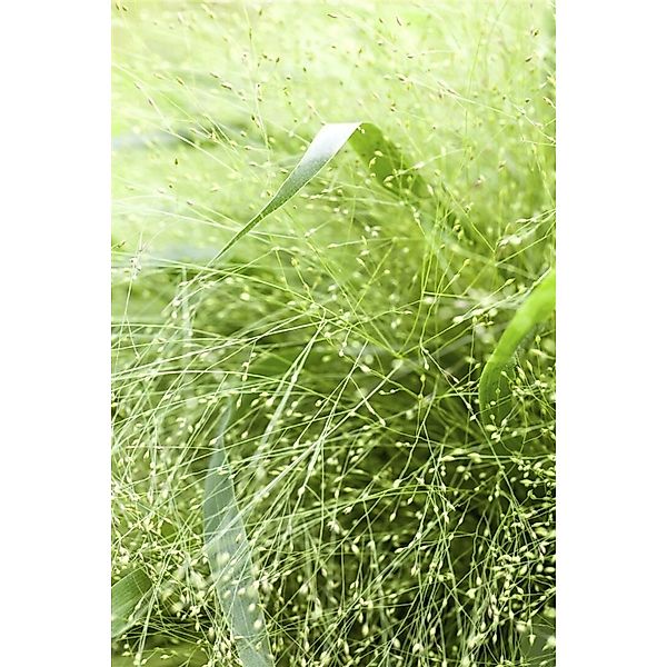 Panicum Virgatum Rutenhirse Ca. 9x9 cm Topf Zierend günstig online kaufen