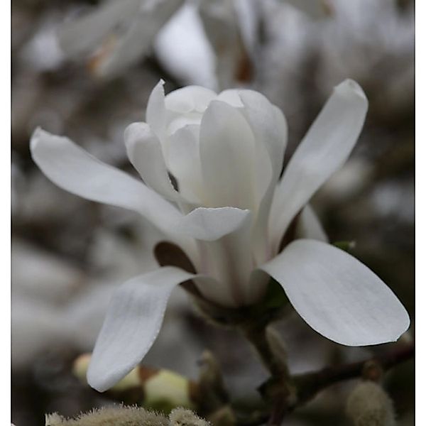 Hochstamm Kleine Sternmagnolie 60-80cm - Magnolia stellata günstig online kaufen