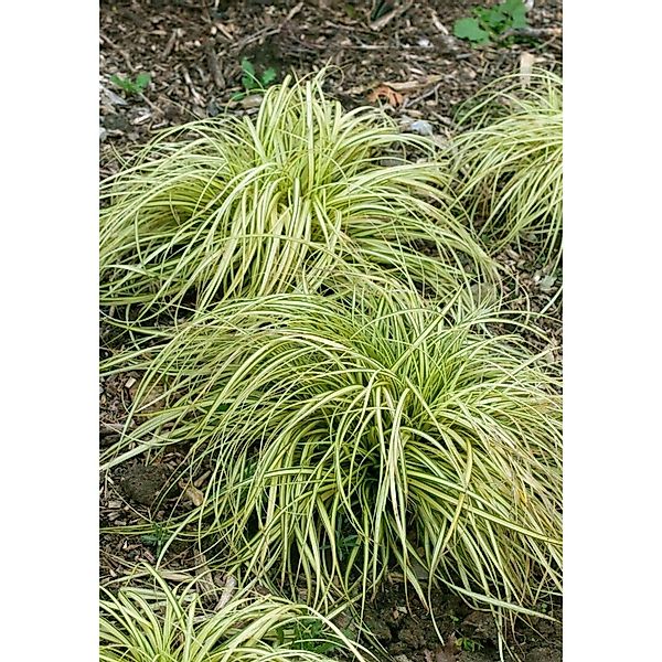 Carex Morrowii Variegata Japan-Segge Grün-Weiß 2 Liter Container günstig online kaufen