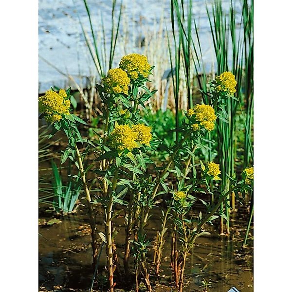 Euphorbia Palustris Teichlaterne Sumpf Wolfsmilch Ca. 9x9 cm Topf günstig online kaufen