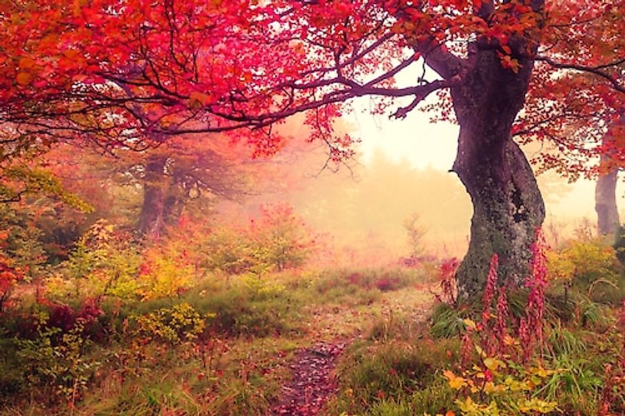 Papermoon Fototapete »Autumn Trees« günstig online kaufen