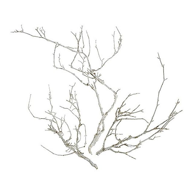 Trockenblume Dry Tree Weiß gewaschen 500g - Dekoäste, Trauerfloristik, Natu günstig online kaufen