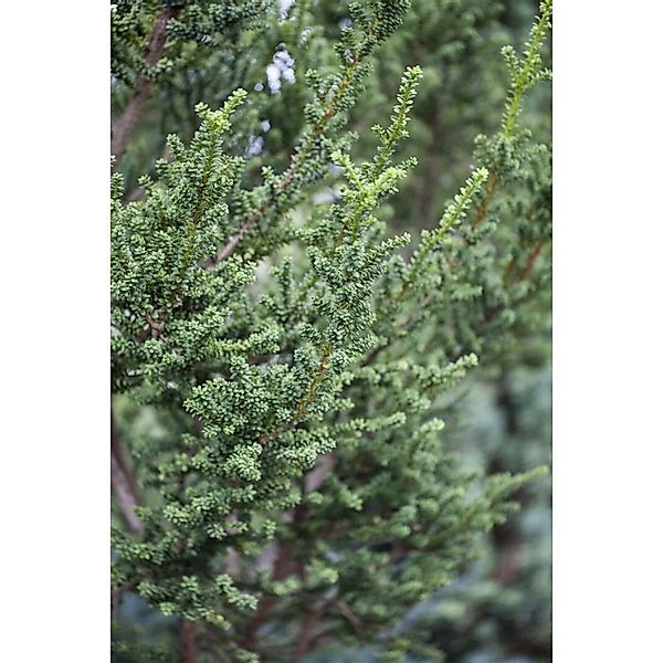 Taxus baccata 'Rushmore' 40-60 cm günstig online kaufen