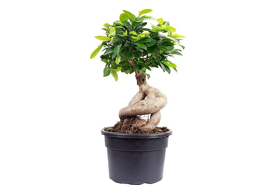 Flowerbox Zimmerpflanze Chinesische Feige - Ficus Ginseng, - Höhe ca. 40 cm günstig online kaufen