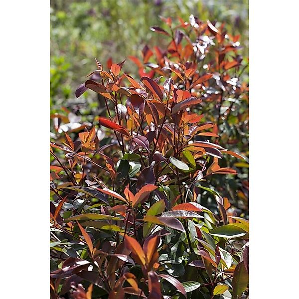 Photinia Fraseri Red Robin Glanzmispel Rote Blätter 125 cm Stammhöhe günstig online kaufen