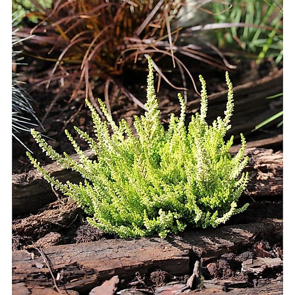 10x Besenheide Yellow River - Calluna vulgaris günstig online kaufen