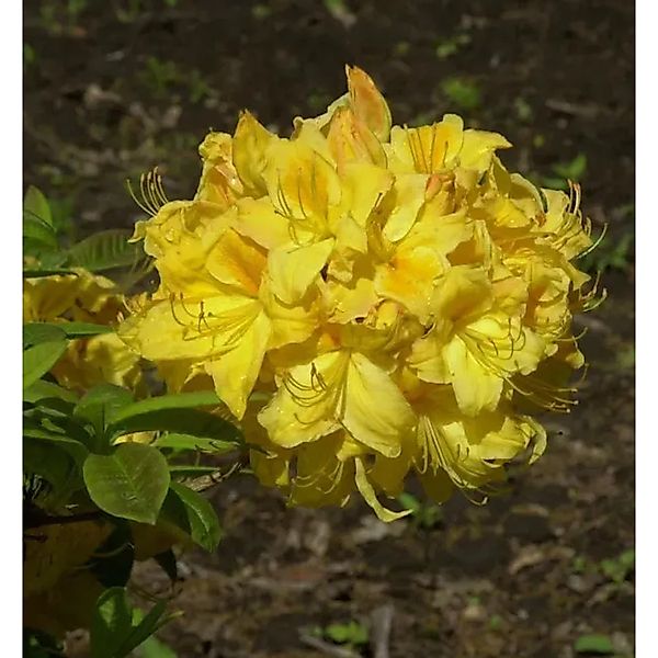 Azalee Golden Lights 30-40cm - Rhododendron,uteum - Alpenrose günstig online kaufen