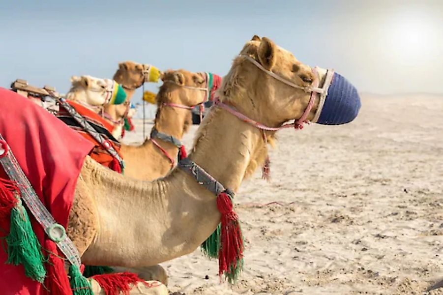Papermoon Fototapete »Kamele« günstig online kaufen