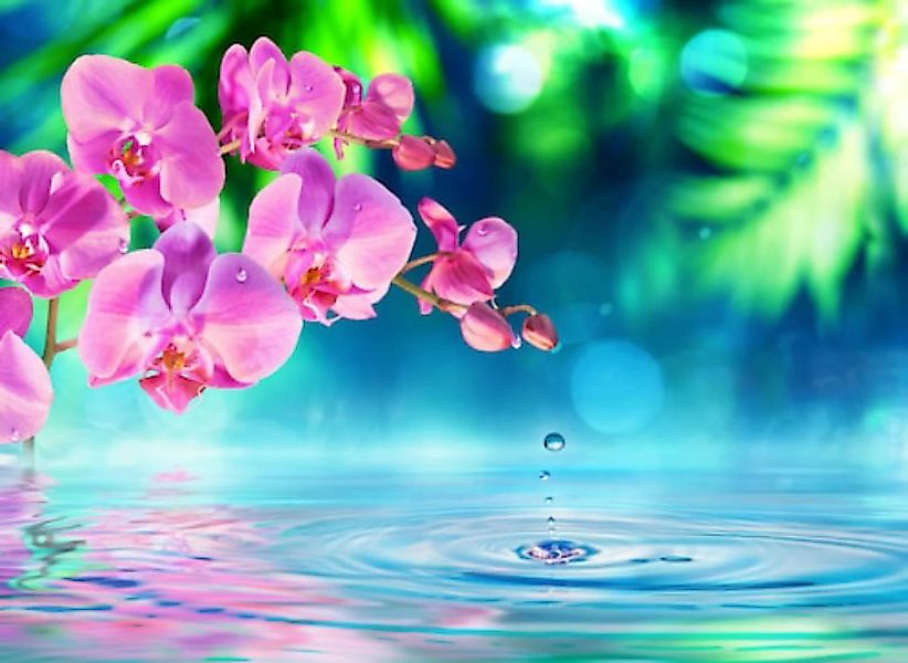 Papermoon Fototapete »Zen Orchid and Droplets« günstig online kaufen