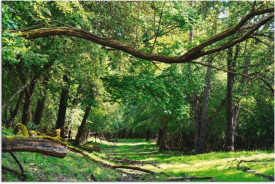 Artland Wandbild "Auf grünem Weg durch den grünen Wald", Wald, (1 St.), als günstig online kaufen