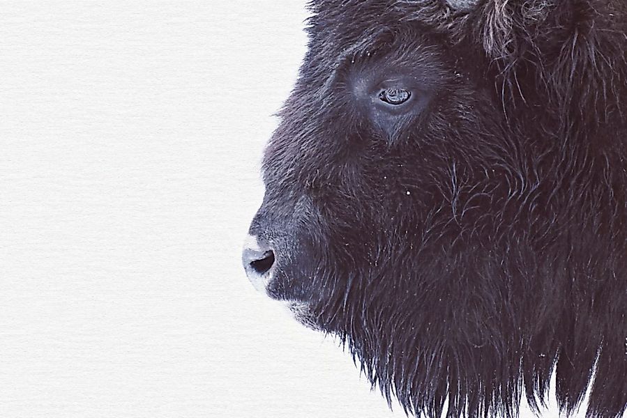 A.S. Création Leinwandbild "Black Buffalo - Wandbild Schwarz Weiß Keilrahme günstig online kaufen