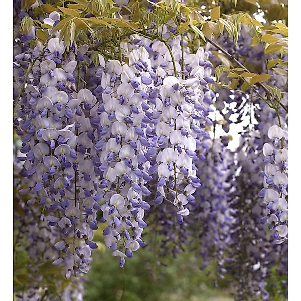 Chinesischer Blauregen 60-80cm - Wisteria sinensis günstig online kaufen